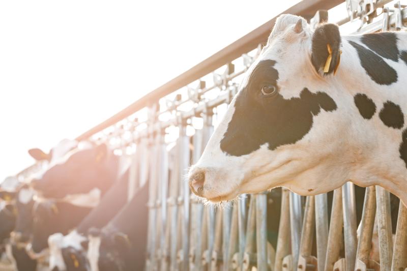 Factory beef prices hardening - time to push for more 
