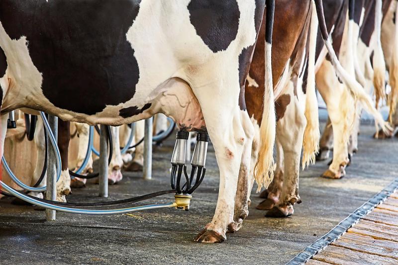 Dairy farmers  feel betrayed by nitrates decision