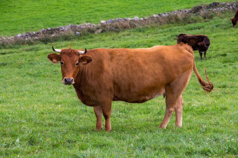 Minister announces extension to the closing date for the National Beef Welfare Scheme 2023