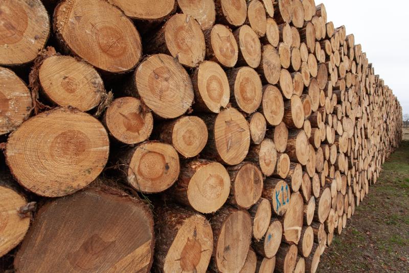 Open call for proposals for Forestry Promotion Projects for 2023-2024