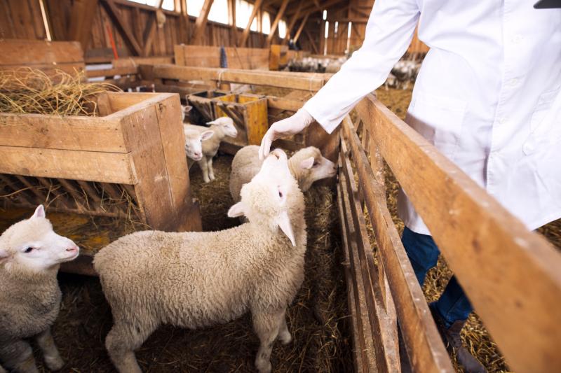 Sheep farmers can now notify their farm-to-farm movements from their phone