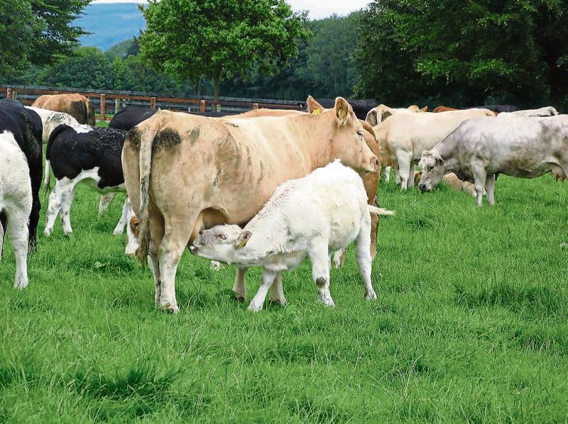 Suckler cow and beef farmer supports must be delivered in Budget 2024 – IFA