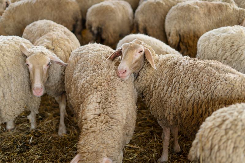 No hiding place for Minister as income crisis deepens on sheep farms 