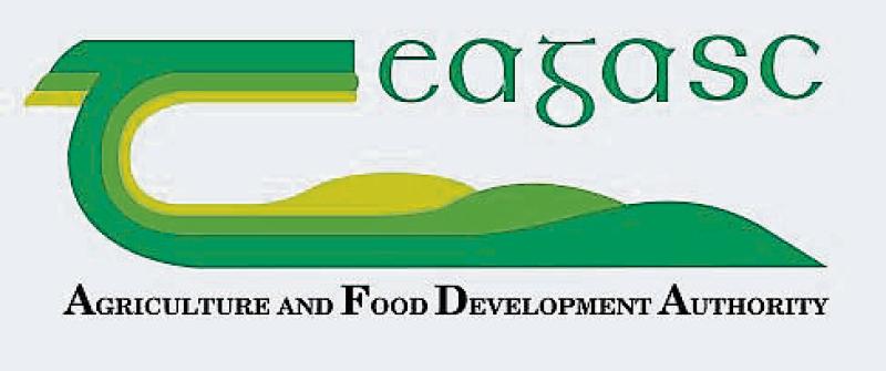 Teagasc launches annual forestry photo competition with new Junior Category