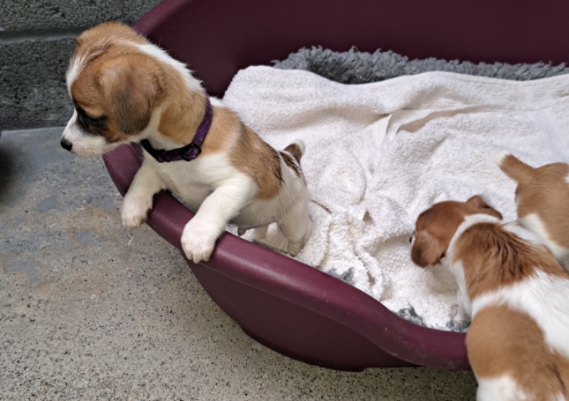 'Ignorance is no defence' - 20-year-old fined for docking tails of puppies in Tipperary