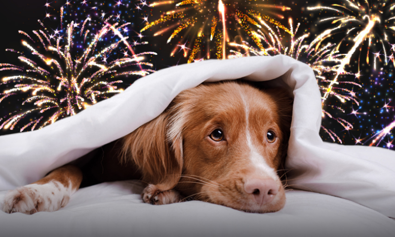 ISPCA urges pet owners to keep their pets indoors in the run-up to Halloween
