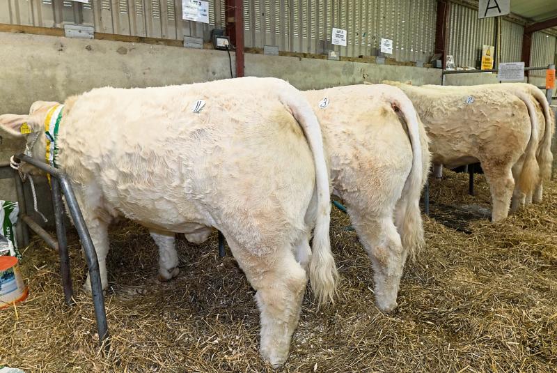 Department calf options need much more discussion
