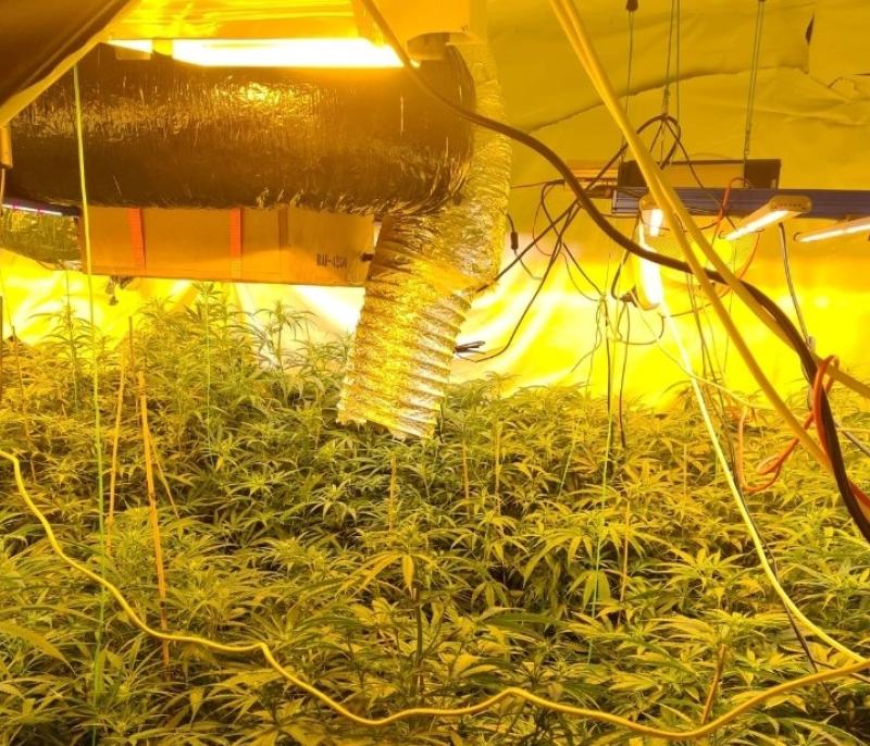 Cannabis plants worth over &euro;195,000 seized in Arva, Co. Cavan