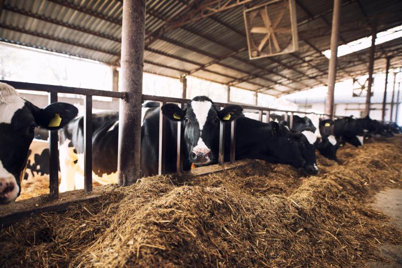 Beef farmers urged to push hard for prices