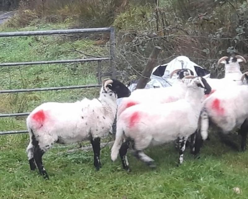 Farmer asks for public's help after 19 sheep stolen from land near Dromahair