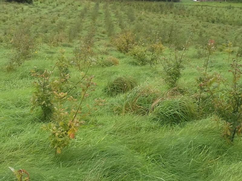 Forestry Licensing Plan 2024 published