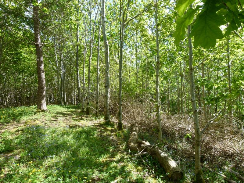 Woodland Improvement Scheme offers forest owners thousands of euro per hectare