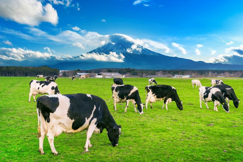 IFA rejected Bord Bia clause on buying from QA