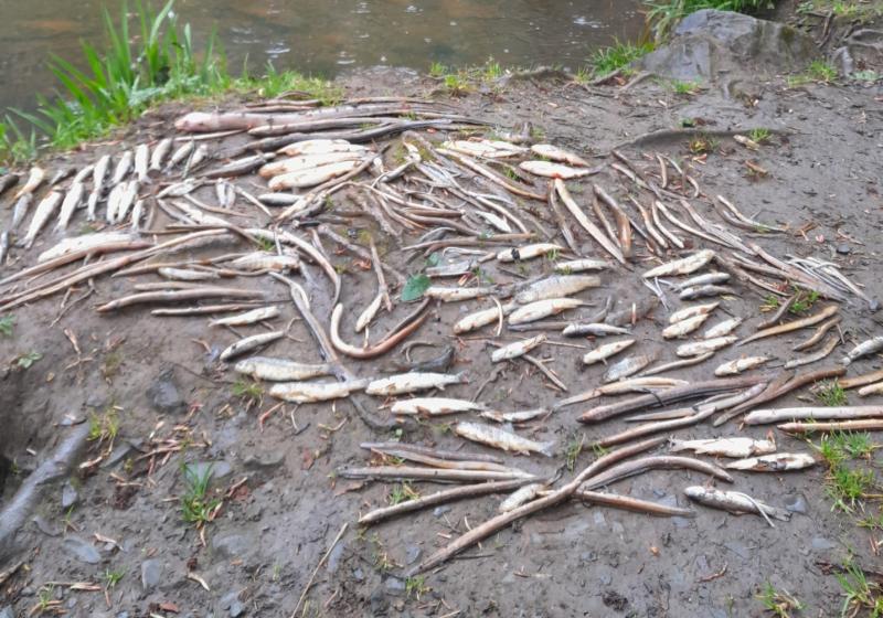 Uisce Éireann fined over sludge discharge that 'wiped out' all fish life on river