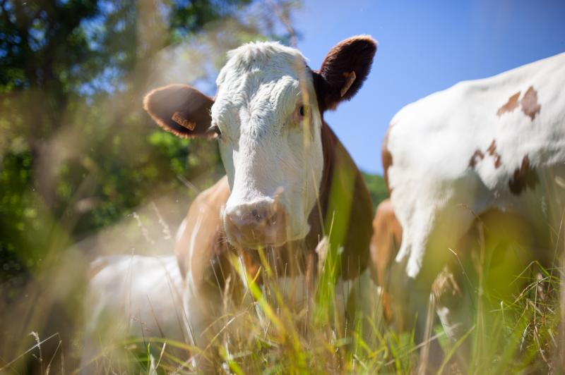 Still no funding for dairy calf to beef programme – IFA