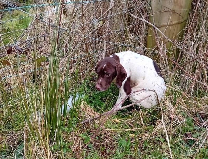 Five puppies dumped ‘one-by-one’ in Longford area