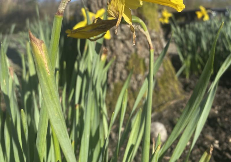 Easter hare trail at the Organic Centre