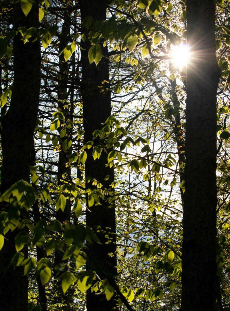 Funding scheme needed to fell dead ash trees in Leitrim