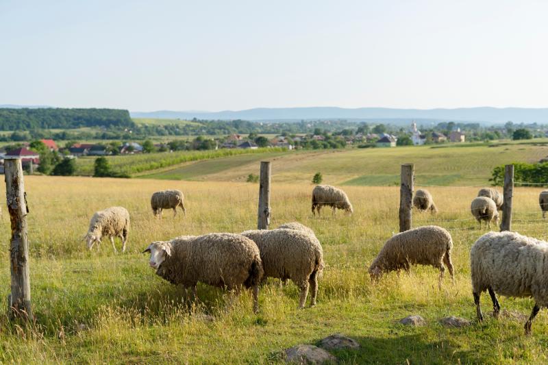 Urgent intervention needed to address escalating number of dog attacks on livestock