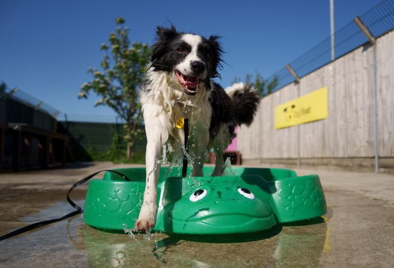 Scorching temps could be deadly for your dog! Eight tips to keep your pet safe this summer