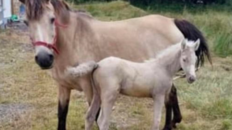 'Who would be so cruel' - Theft of newborn foal in Leitrim enrages animal lovers