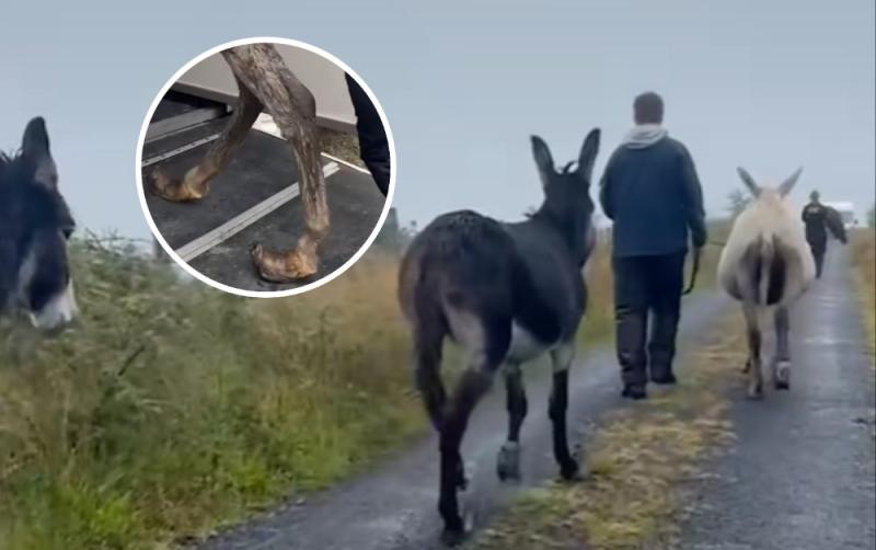 Leitrim Animal Welfare clinic rescues three abandoned donkeys