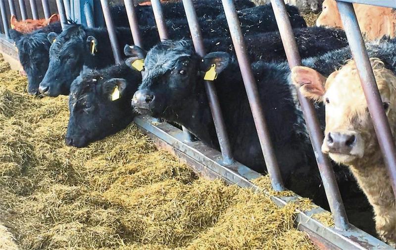 Council seeks Government aid in form of animal feed vouchers for Leitrim farmers