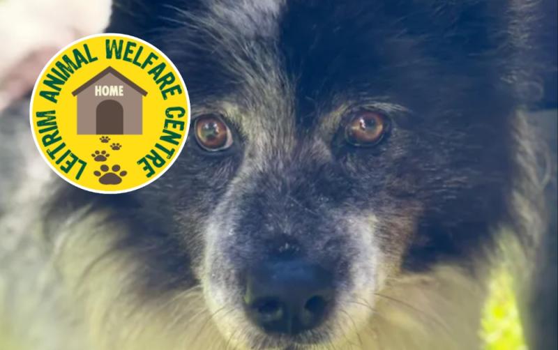 Leitrim Animal Welfare launches urgent fundraiser for support ahead of winter months