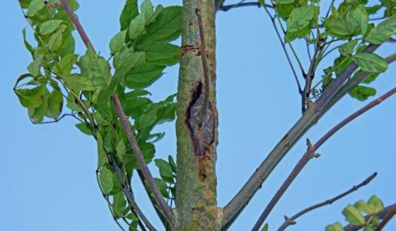 Push for extra funding to combat ash dieback in Leitrim and improve road safety