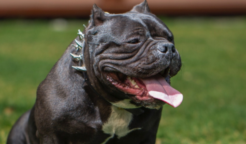 Three arrested and 'several' XL Bully dogs removed from a residence following garda search