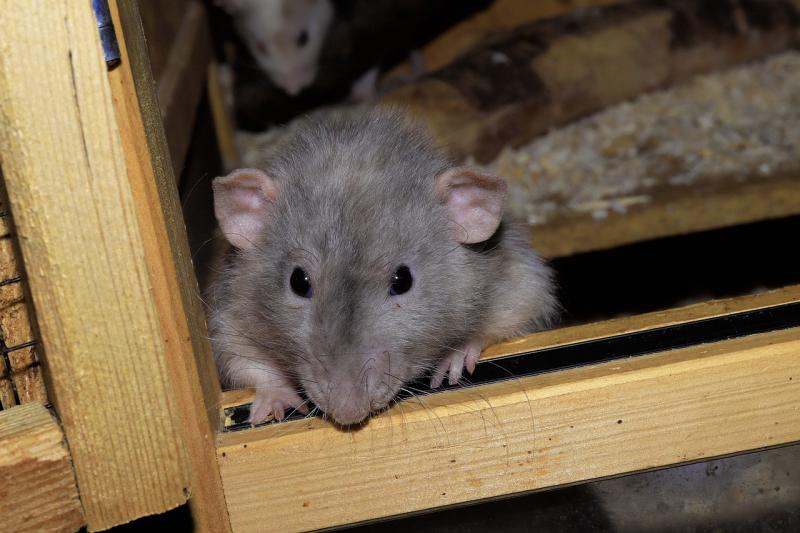 Chilling warning to Leitrim homeowners over 'climber' rats invading homes