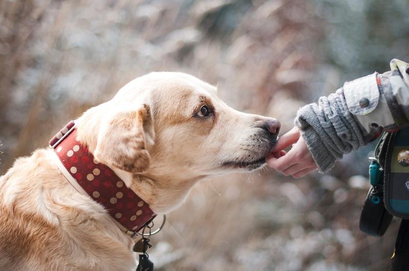 Leitrim Animal Welfare 'thrilled' to receive over €30k funding after a hard year