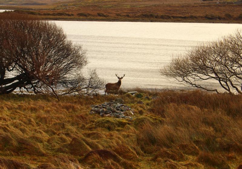 Leitrim Council Pressed to Act on “Pandemic” of Wild Deer