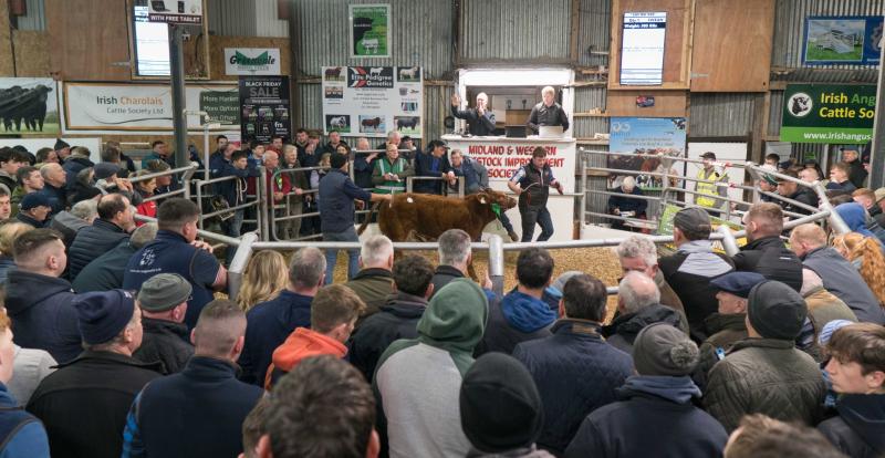 Cash Cow! Heifer Sold for €30K in Carrick-on-Shannon – Moo-ney Talks!