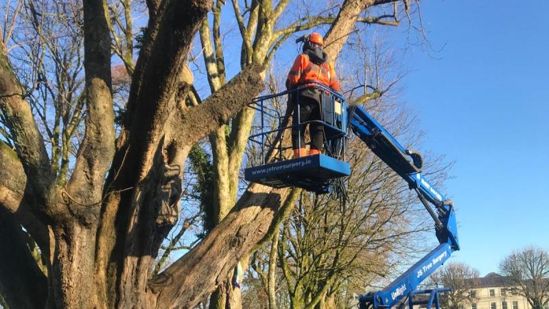Local trees are ready to 'fall out onto the road'
