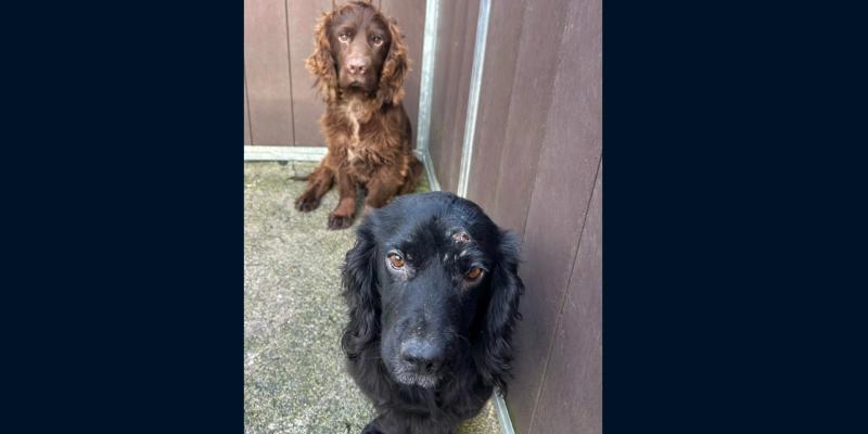 ALERT: Appeal for information on abandoned dogs in Leitrim