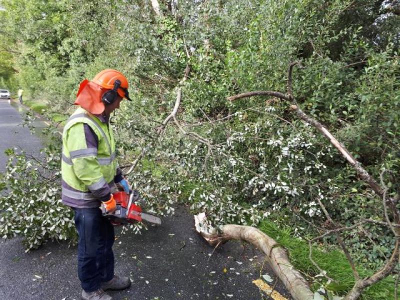 Tree encroachment issue highlighted in Leitrim