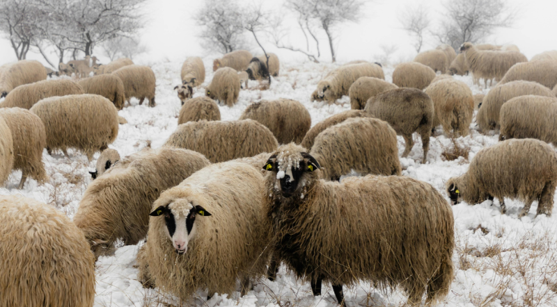 WATCH: Touching moment a community rallies together to save sheep trapped among the snow 