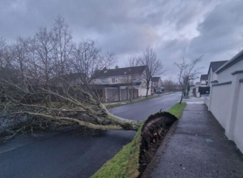 ALERT: Motorists warned of fallen trees and blocked roads as Storm Éowyn wreaks havoc