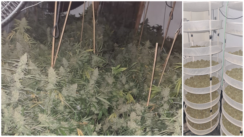Two arrested after gardai raid 'sophisticated' cannabis grow house in small Irish town
