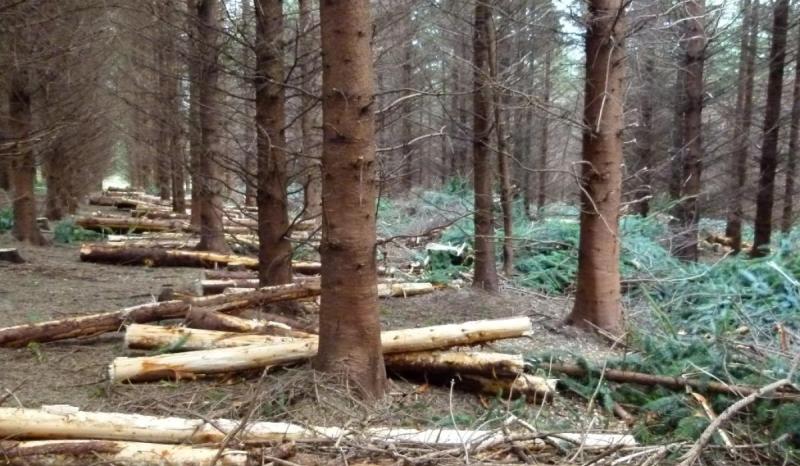 Call for Leitrim community representation in forestry taskforce