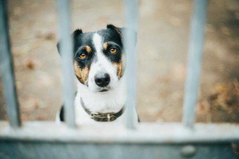'It's devastating' - Community rally donations for Leitrim Animal Welfare