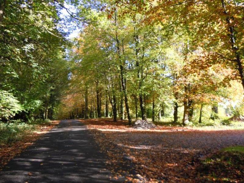 More Irish travelling to Asia than visiting Leitrim, report