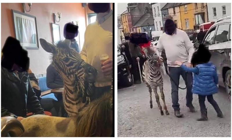 'Enough is enough' Outrage over zebra pictured inside Irish pub at horse fair