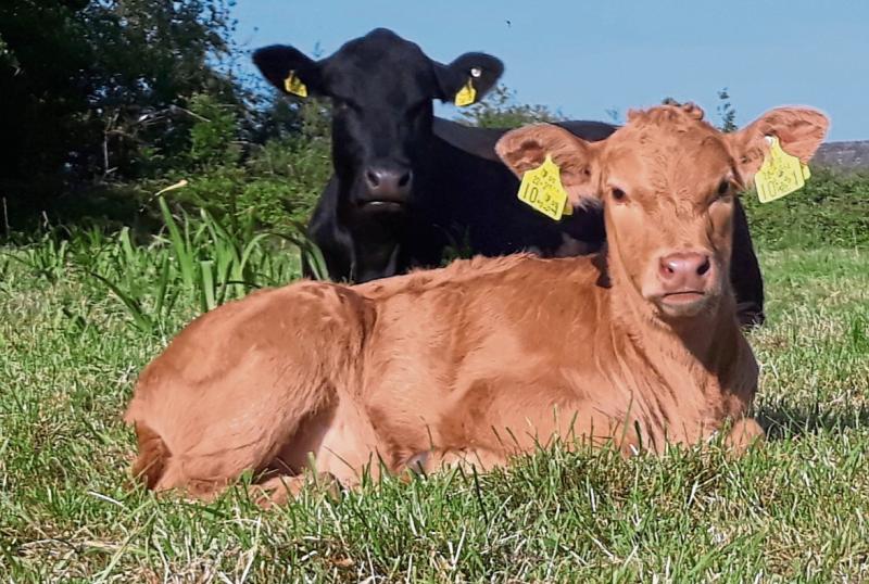 The history of suckler cows in Ireland