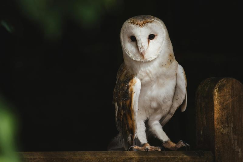 Spot a Barn Owl? Leitrim survey needs your help