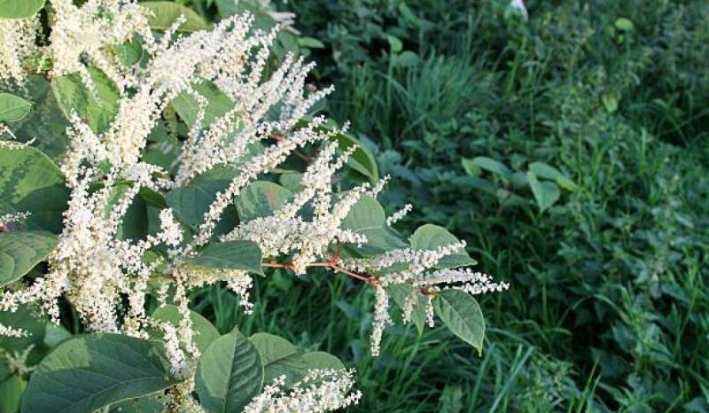 Private landowners in Leitrim struggling with problematic Japanese Knotweed