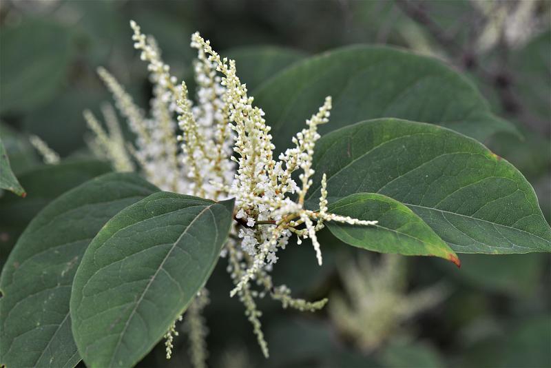 Private landowners in Leitrim struggling with problematic Japanese Knotweed