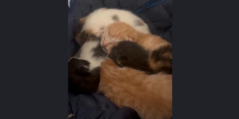 Leitrim Animal Welfare Centre issues plea after tragic arrival of orphaned kittens