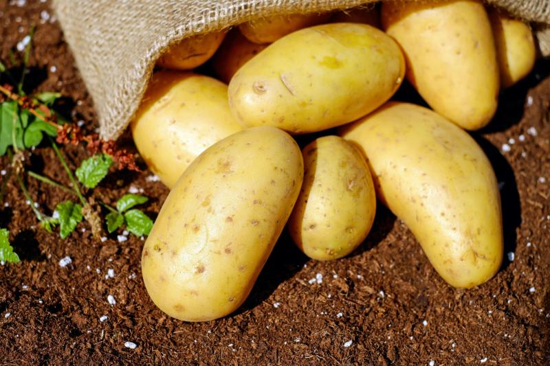 Potato blight warning issued for Leitrim farmers